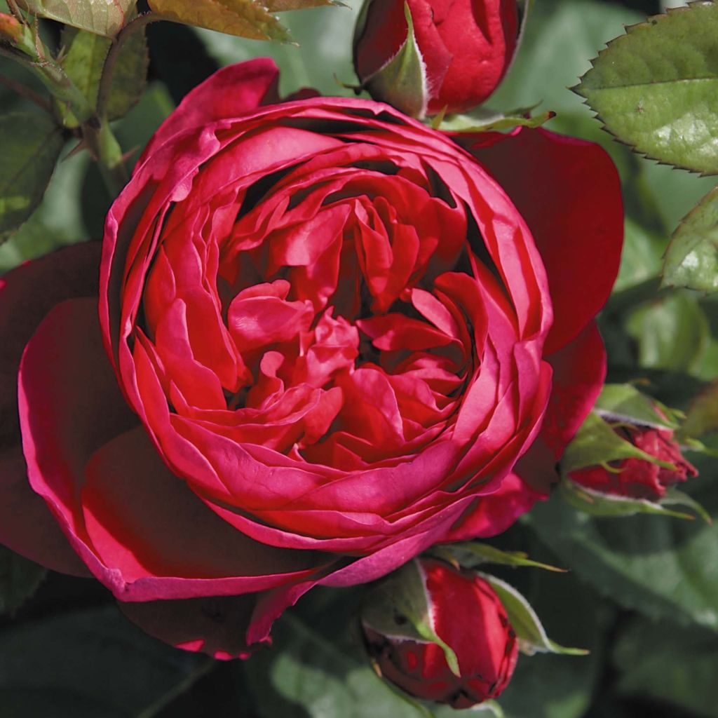 Rosa Les Années Folles Trocadéro - Edelrose