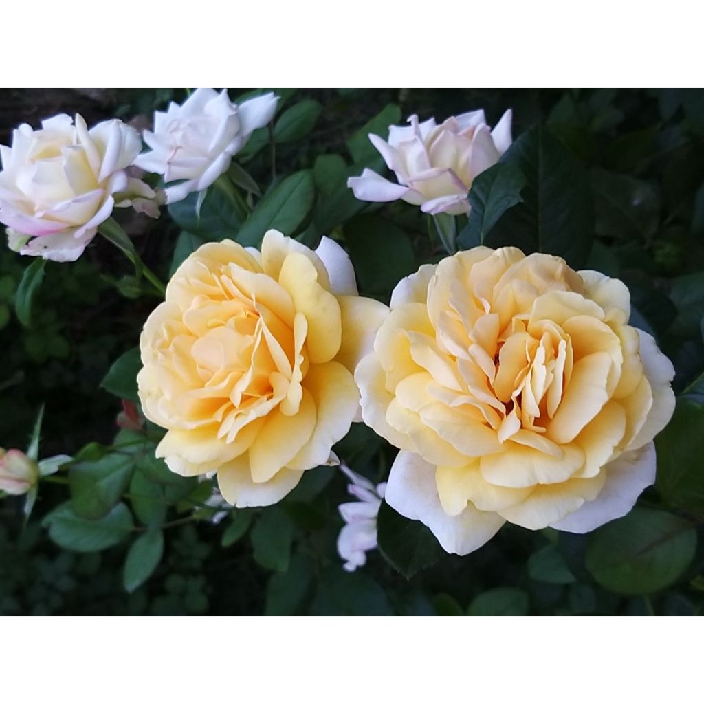 Rosa Michelangelo - Edelrose