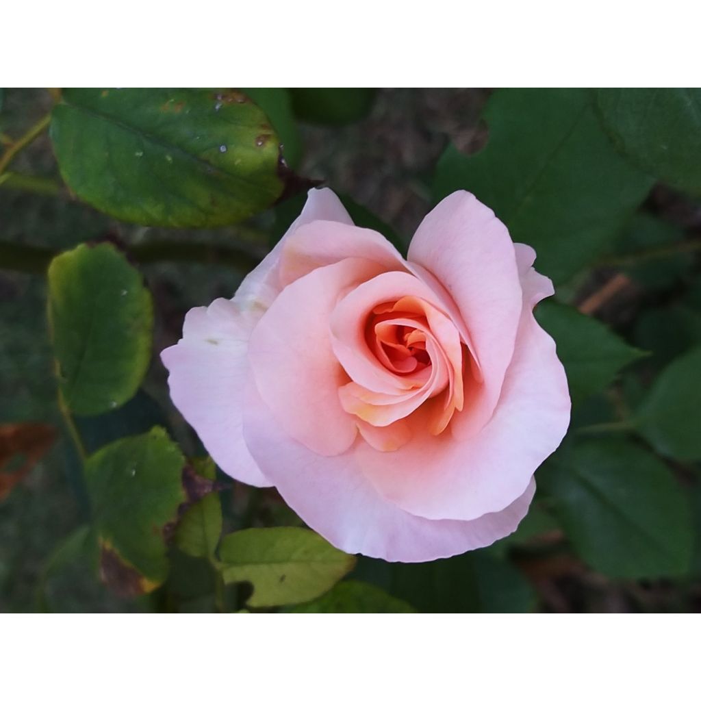 Rosa Michele Meilland - Edelrose