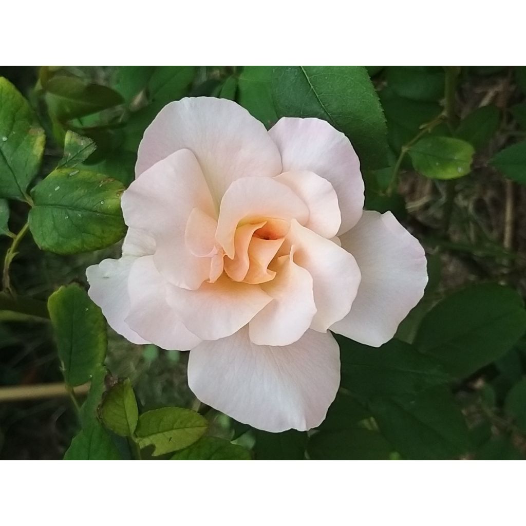 Rosa Michele Meilland - Edelrose