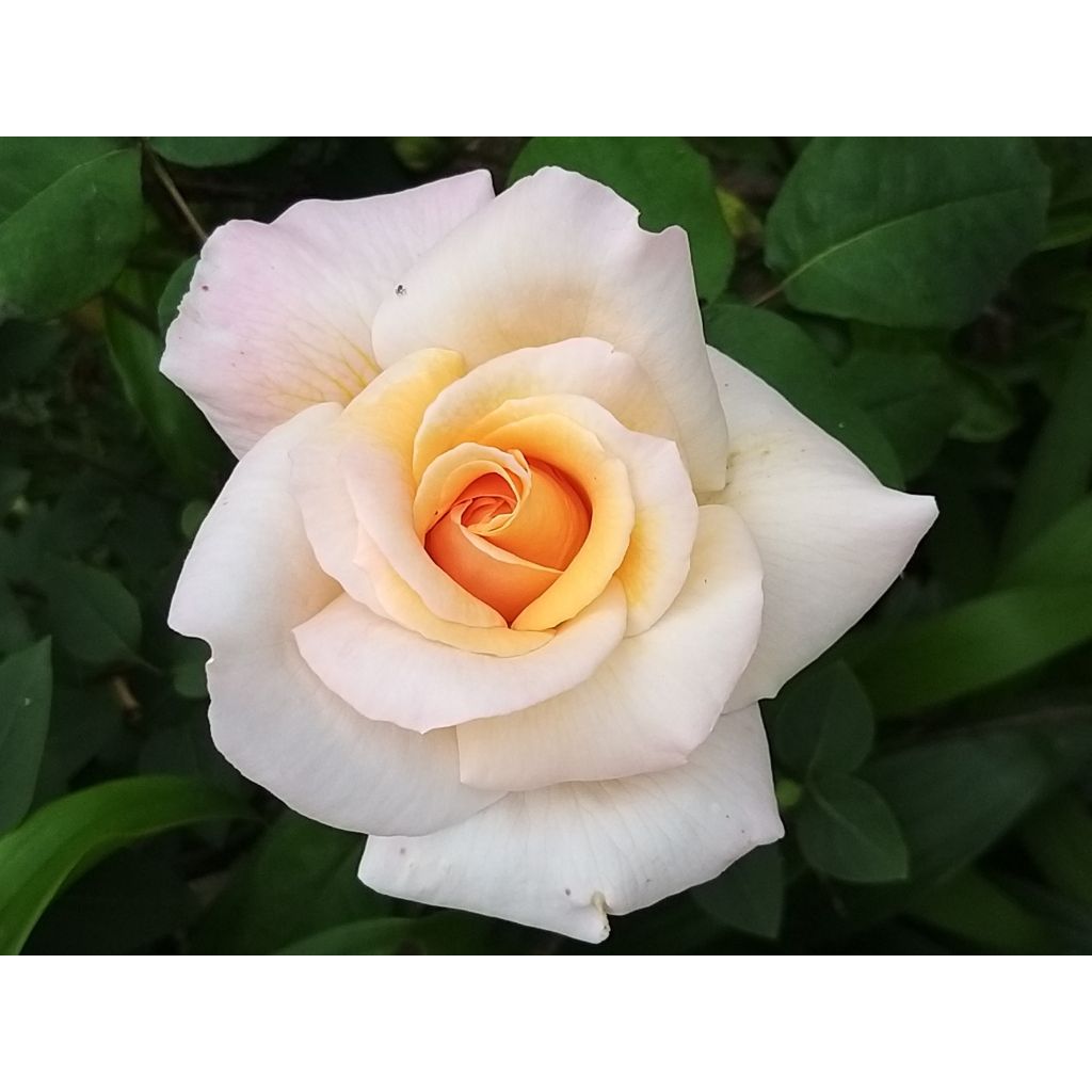 Rosa Michele Meilland - Edelrose