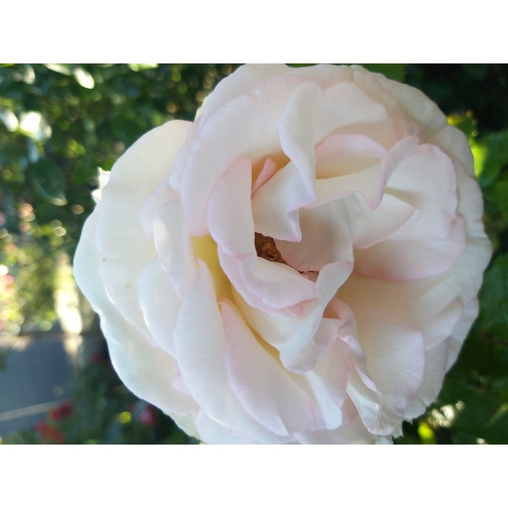 Rosa Moonstone - Edelrose