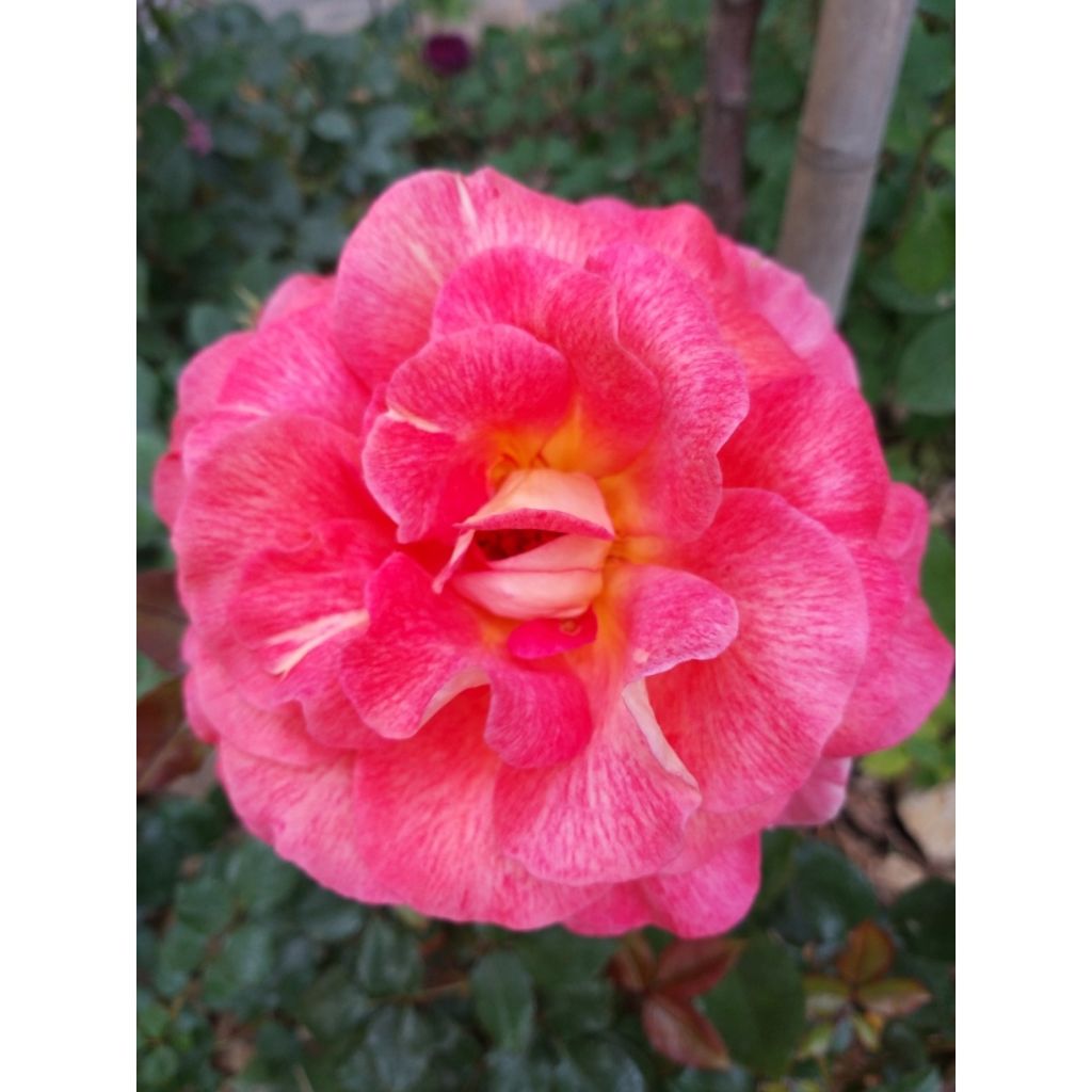 Rosa Parfum de Grasse - Edelrose