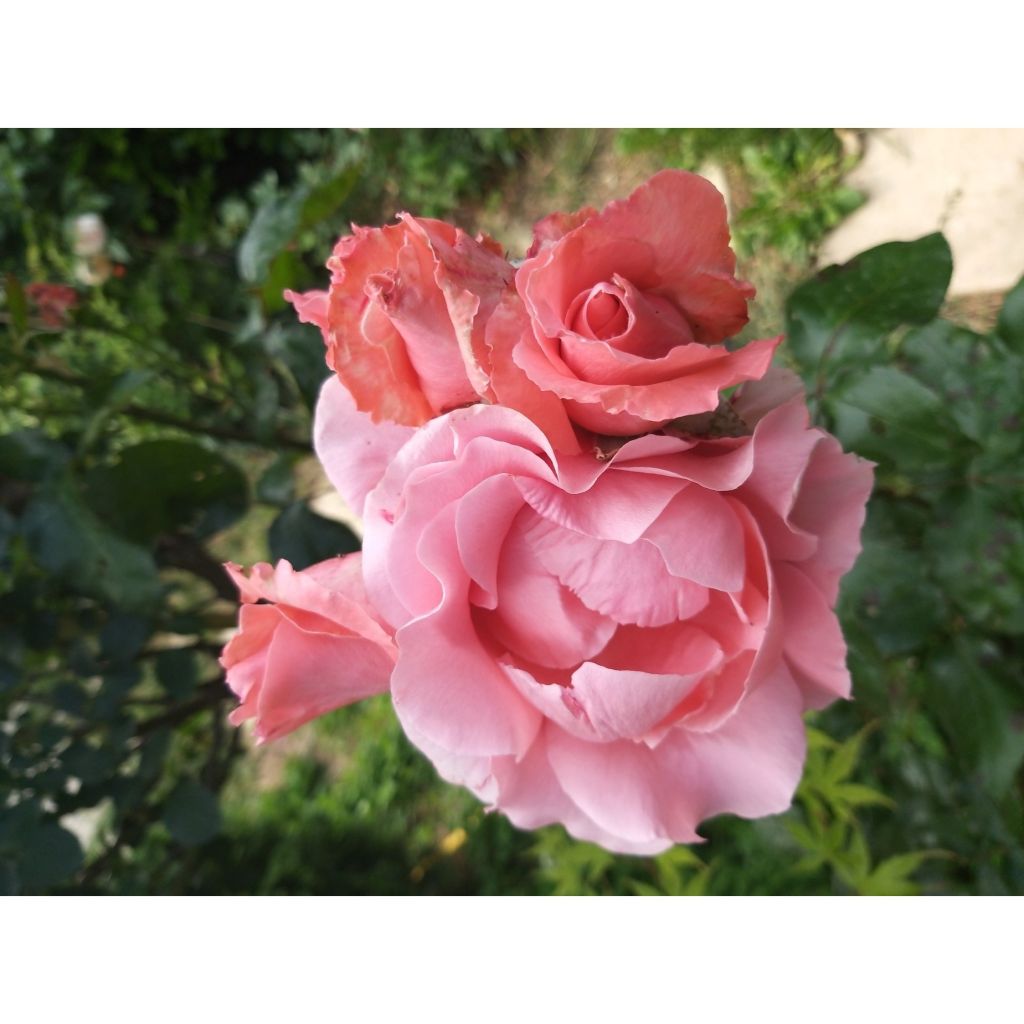 Rosa Paris d'Yves Saint-Laurent - Edelrose