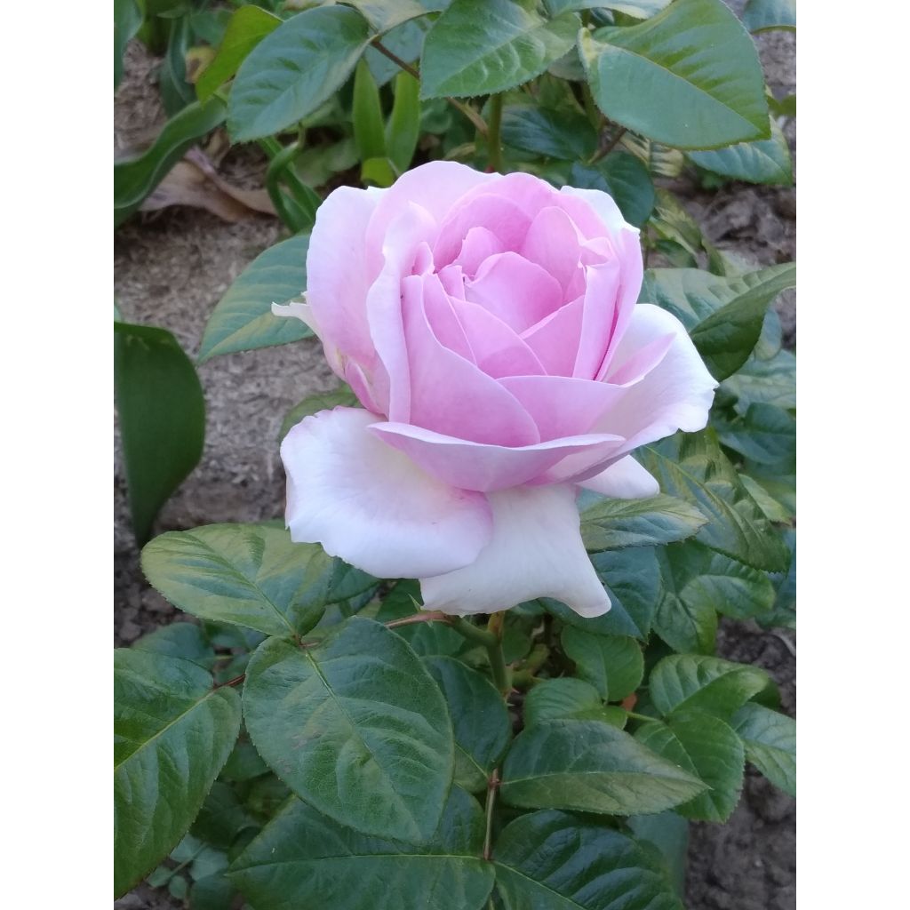 Rosa Pink Eureka - Edelrose