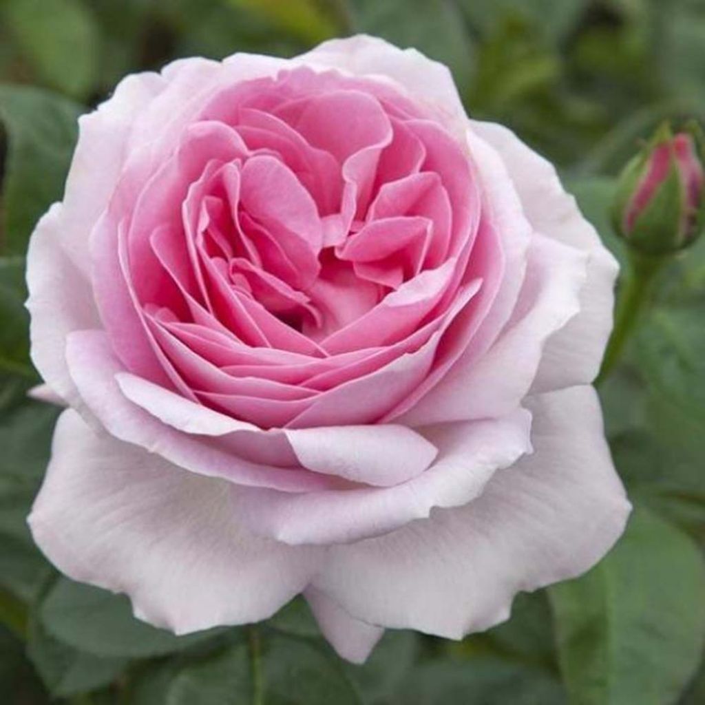 Rosa Pink Eureka - Edelrose