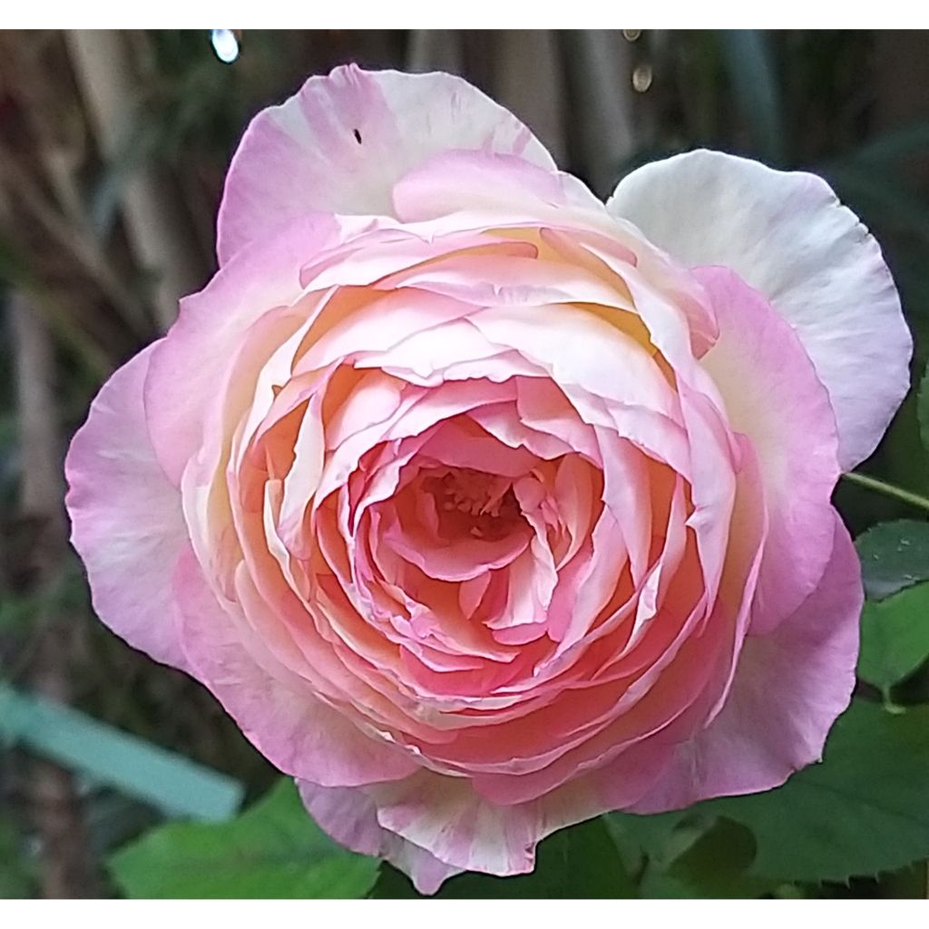 Rosa Pink Paradise - Edelrose