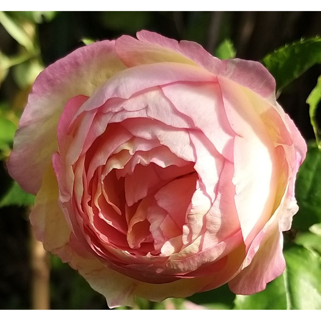 Rosa Pink Paradise - Edelrose