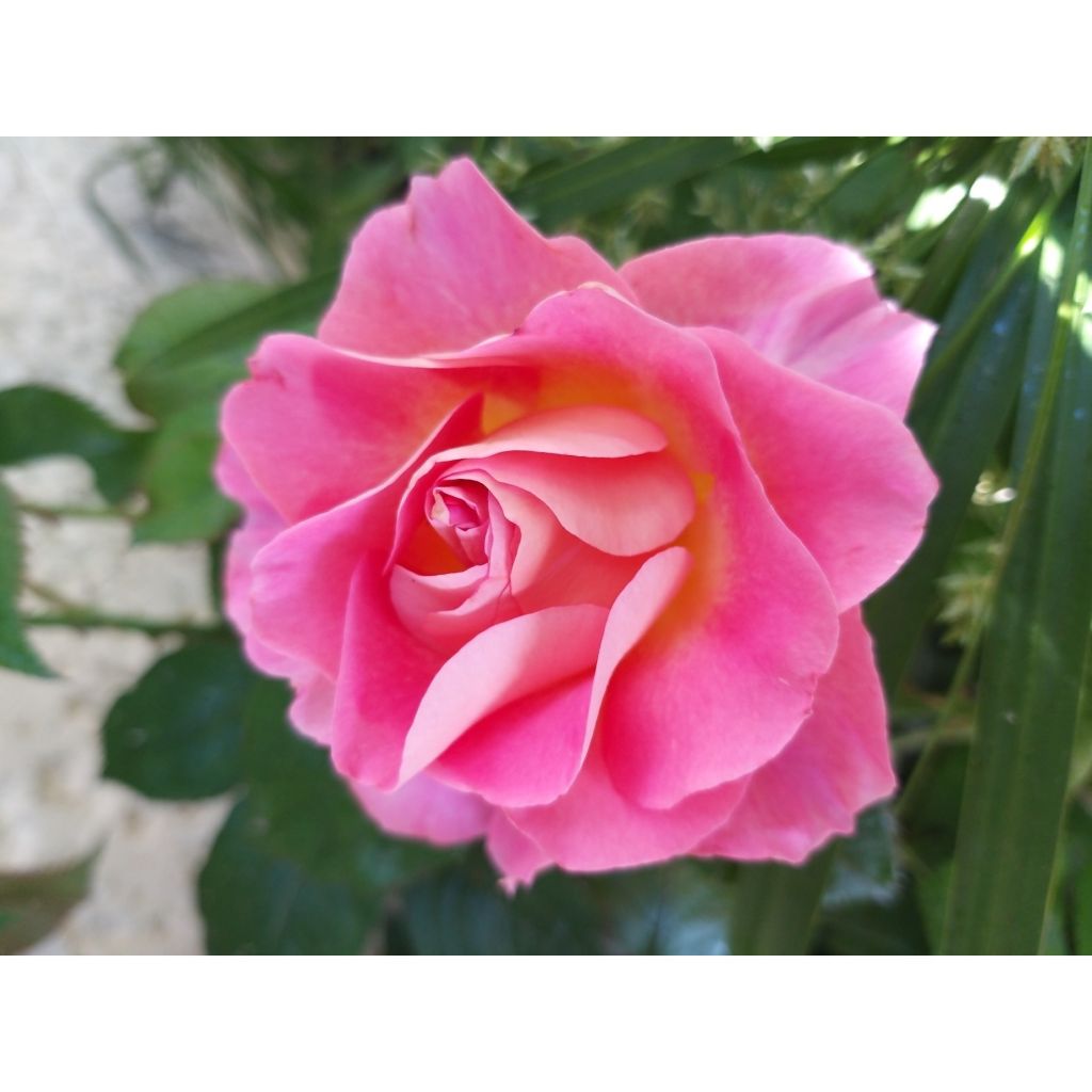 Rosa Pink Paradise - Edelrose