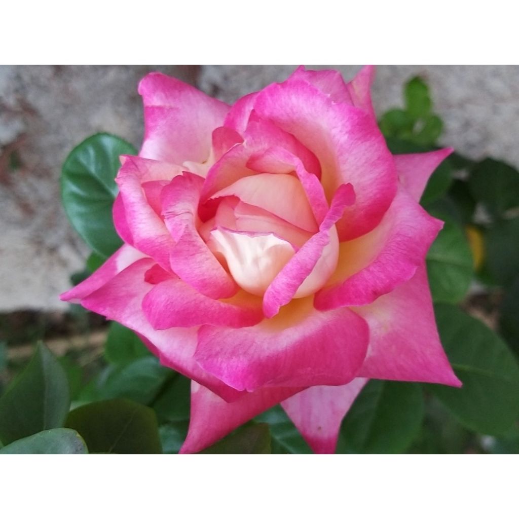 Rosa Oriental Peace - Edelrose