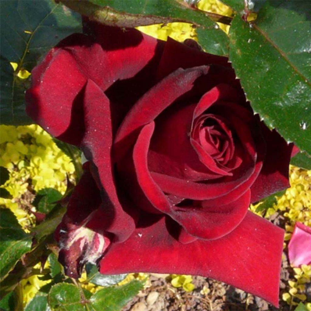 Rosier à grandes fleurs Rouge Adam