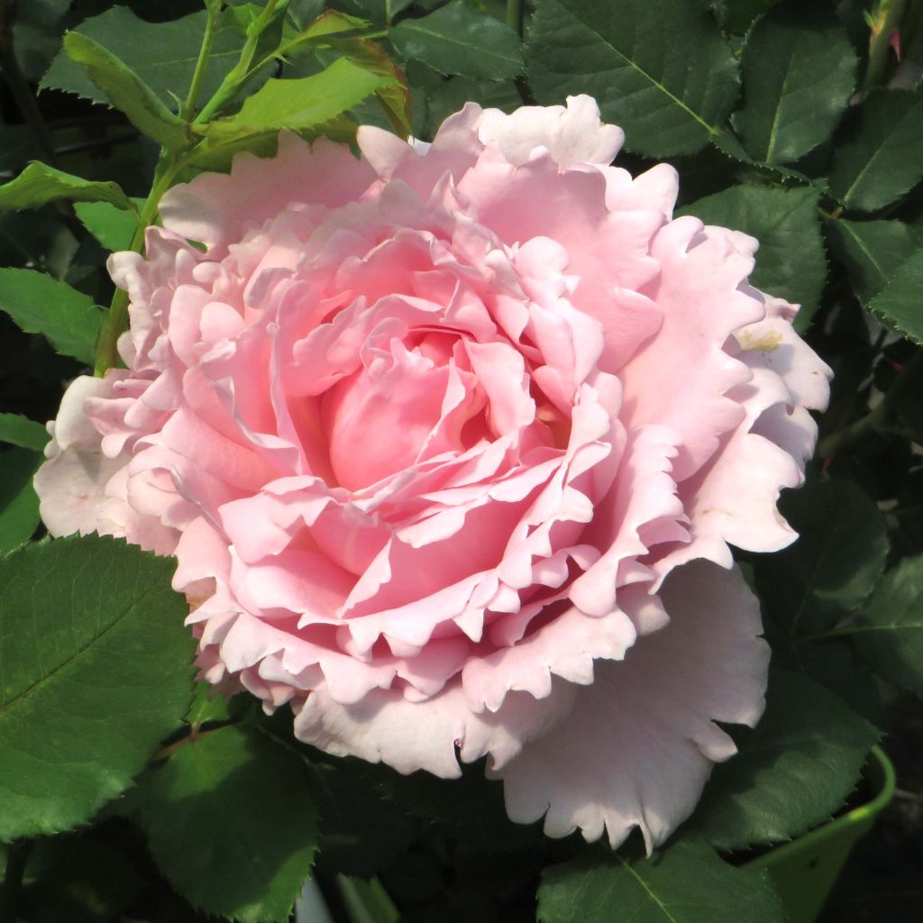 Rosa Sophie Rochas - Edelrose