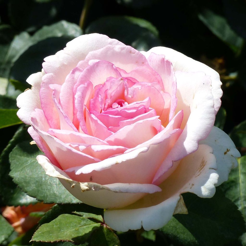 Rosa Souvenir de Baden-Baden - Edelrose