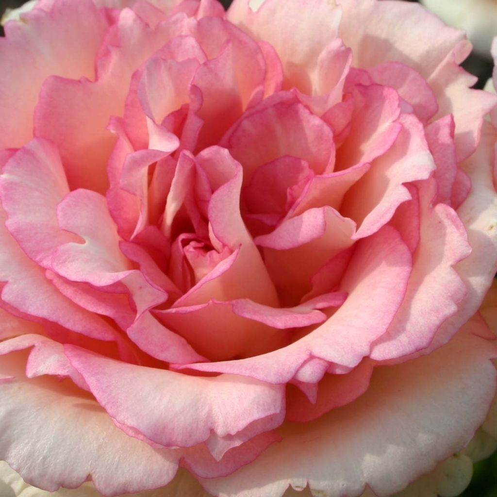 Rosa Souvenir de Baden-Baden - Edelrose