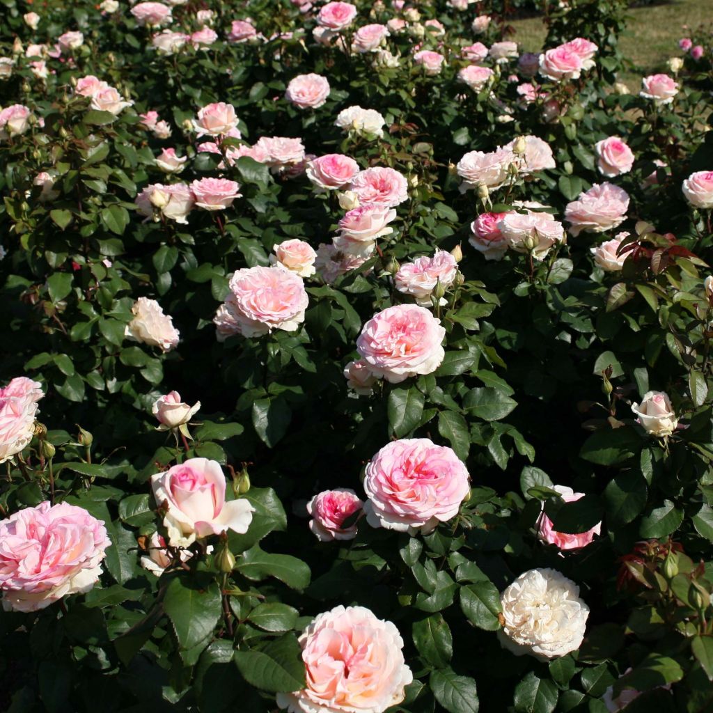 Rosa Souvenir de Baden-Baden - Edelrose