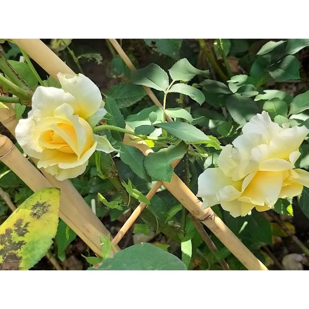 Rosa Sunny Sky - Edelrose