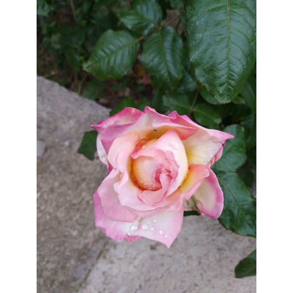 Rosa Sweet Eureka - Edelrose