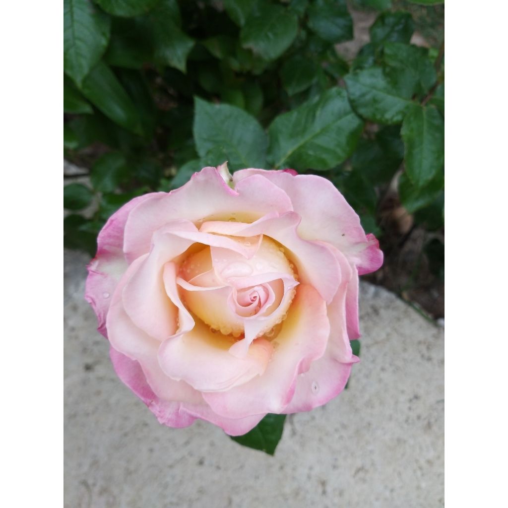 Rosa Sweet Eureka - Edelrose