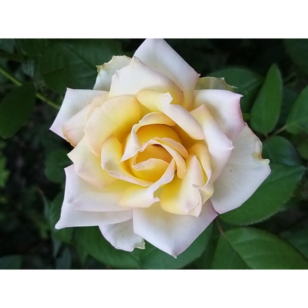 Rosa Sweet Eureka - Edelrose