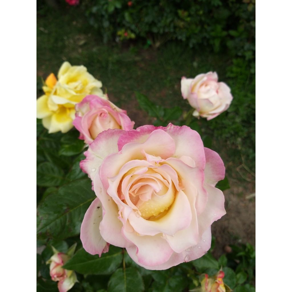 Rosa Sweet Eureka - Edelrose