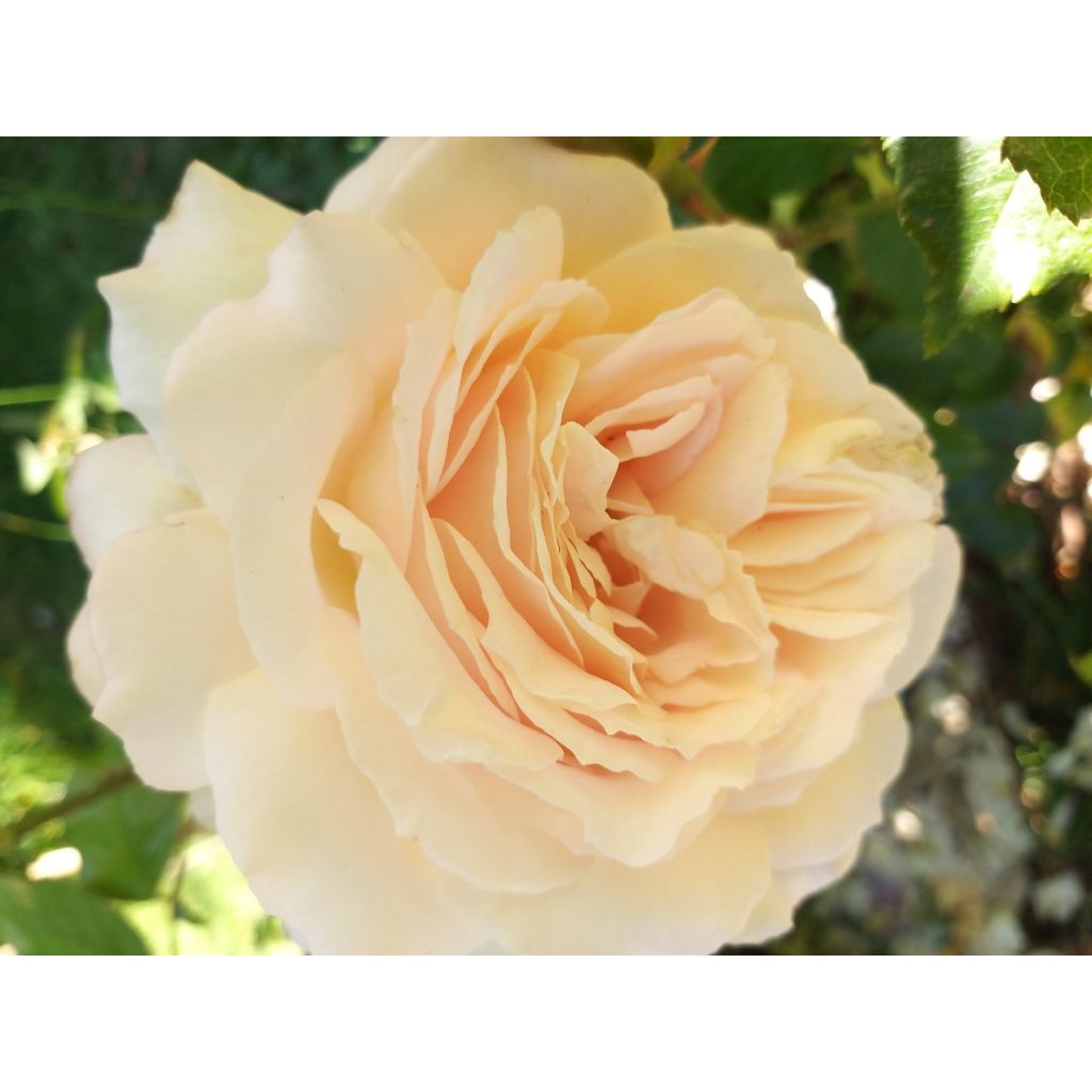 Rosa Sweet Love - Edelrose