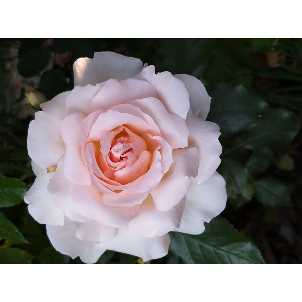 Rosa Sweet Love - Edelrose