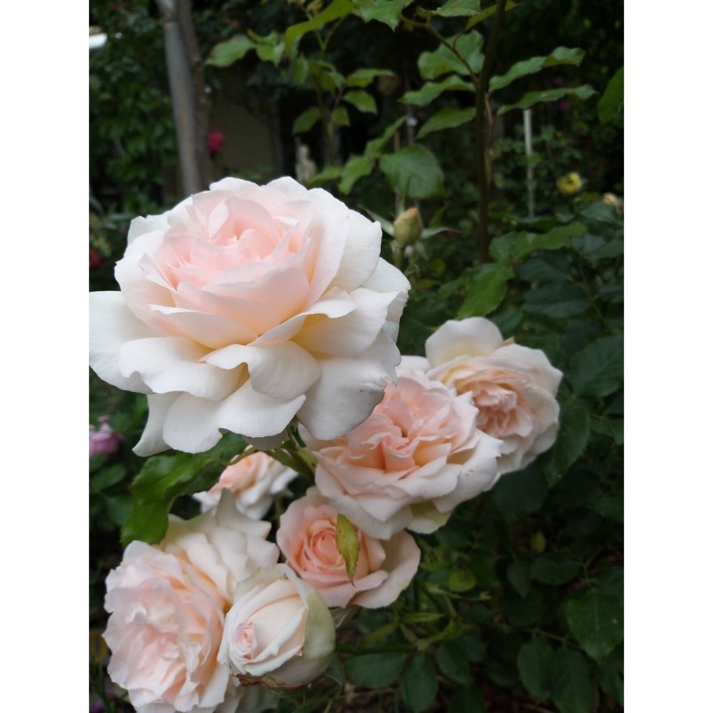 Rosa Sweet Love - Edelrose