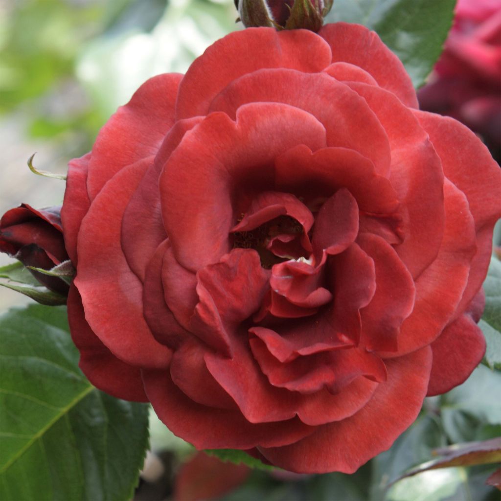 Rosa Terracotta - Edelrose