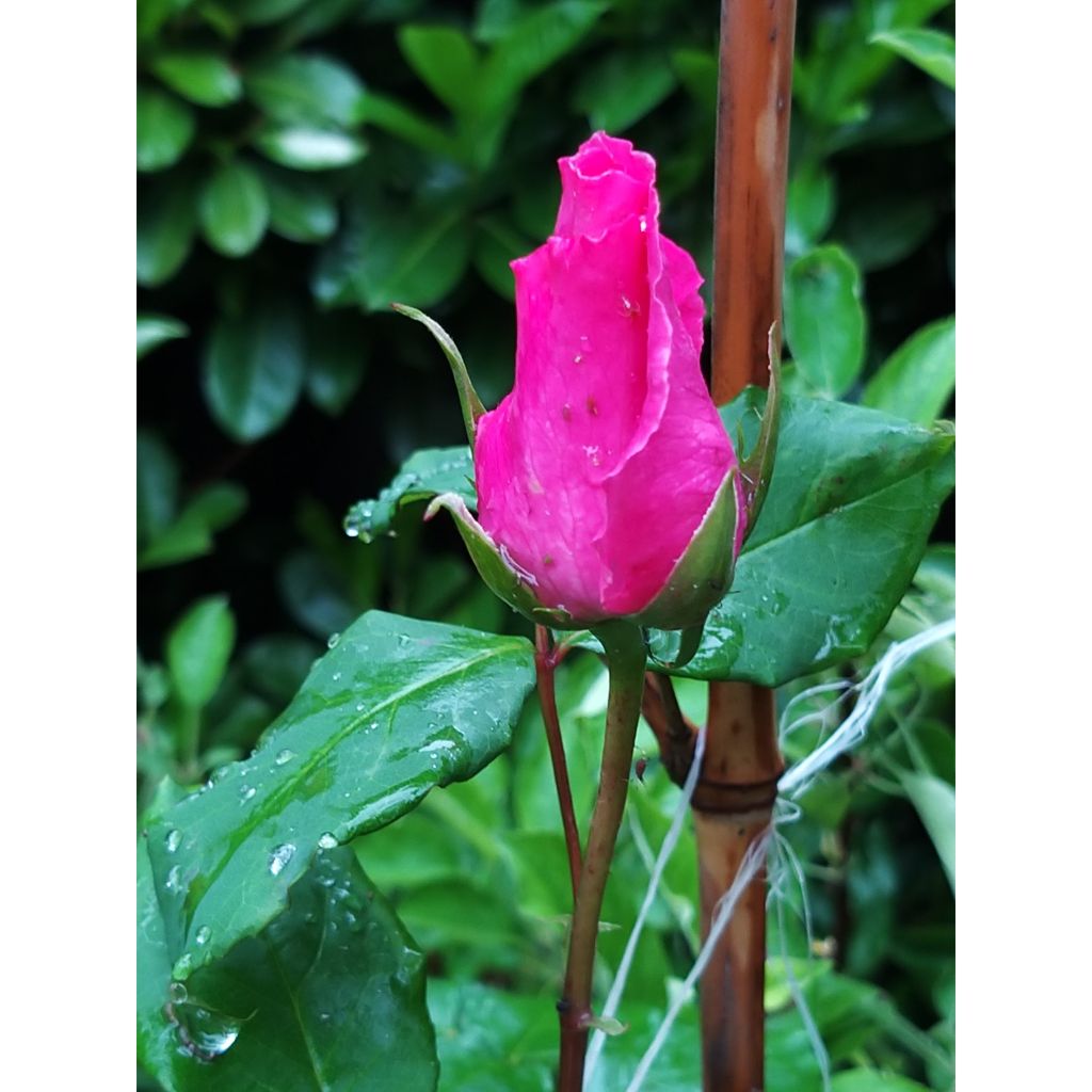 Rosa The McCartney Rose - Edelrose