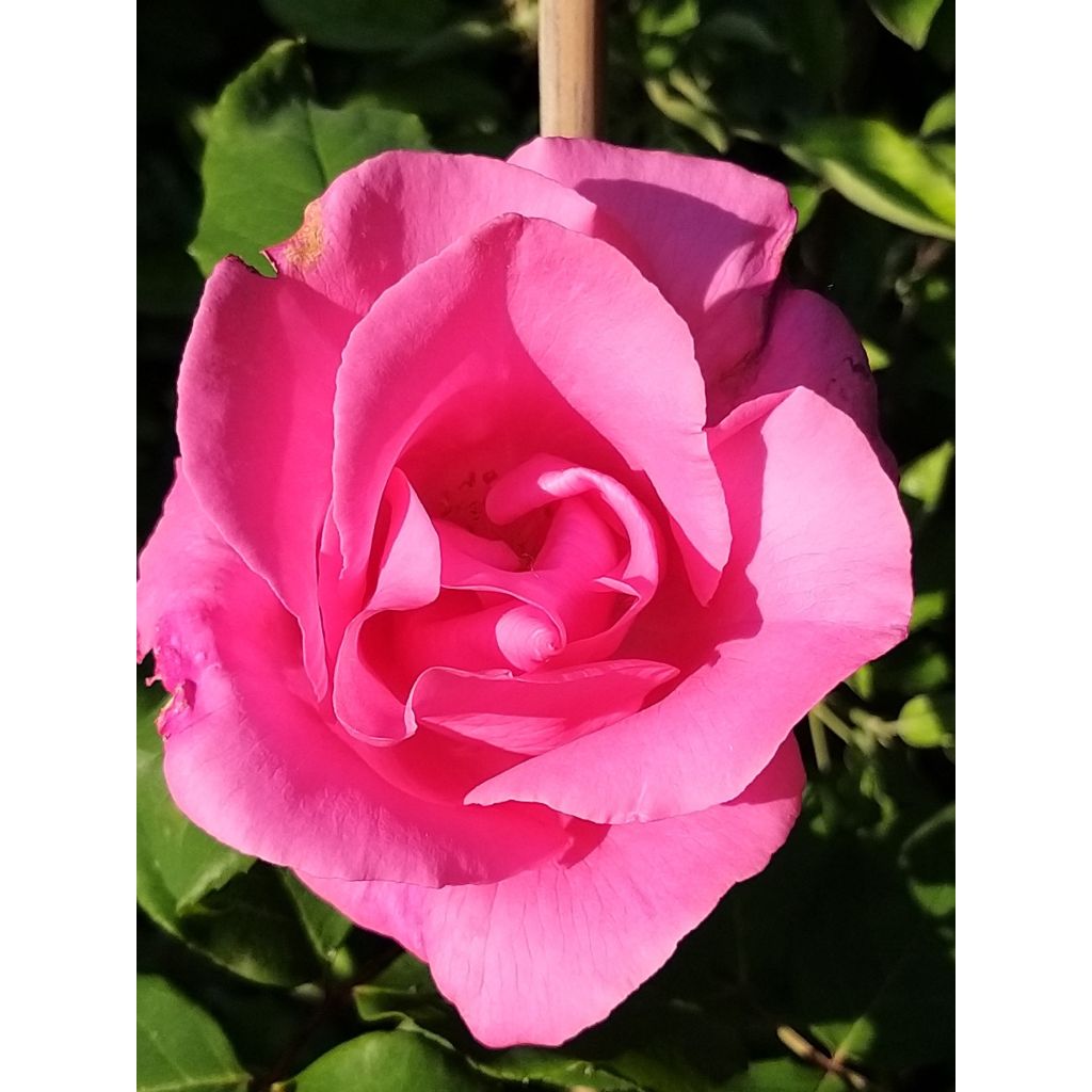 Rosa The McCartney Rose - Edelrose