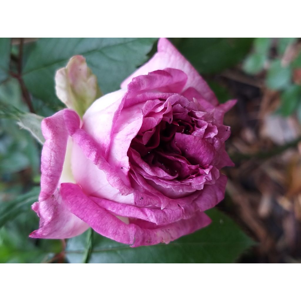 Rosa Thierry Marx - Edelrose