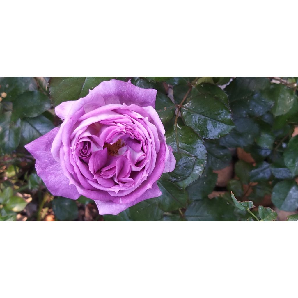 Rosa Thierry Marx - Edelrose