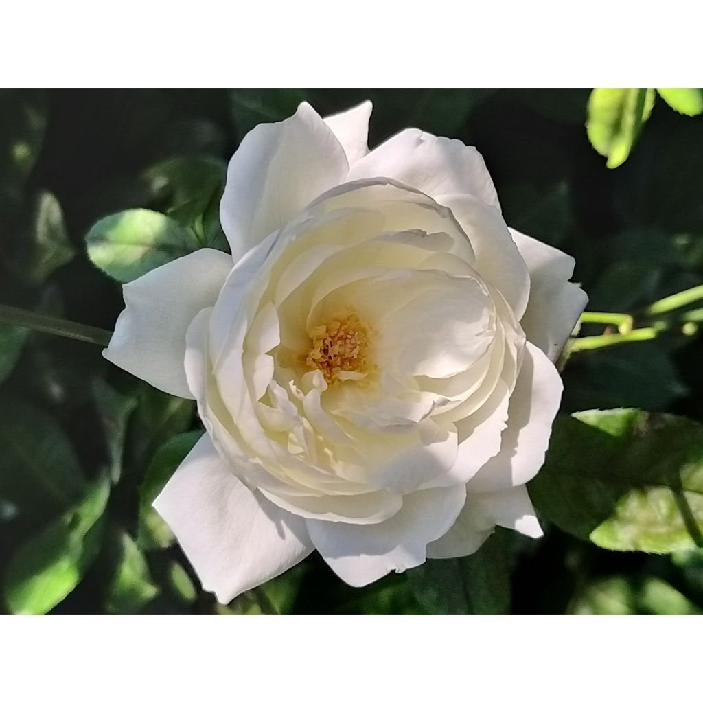 Rosa Virgo - Edelrose