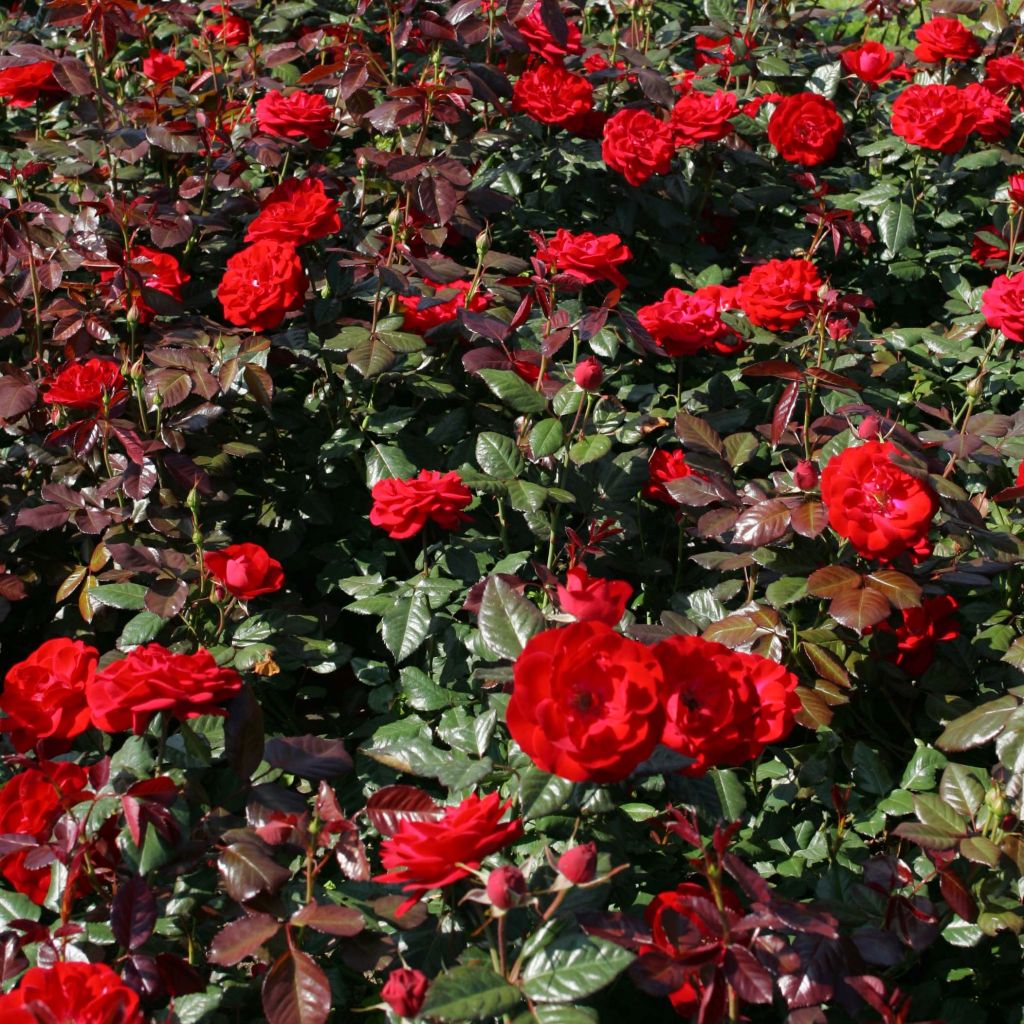 Rosa floribunda The Times - Beetrose