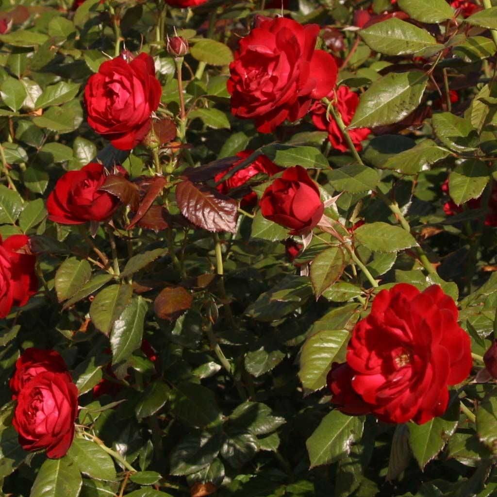 Rosa floribunda The Times - Beetrose