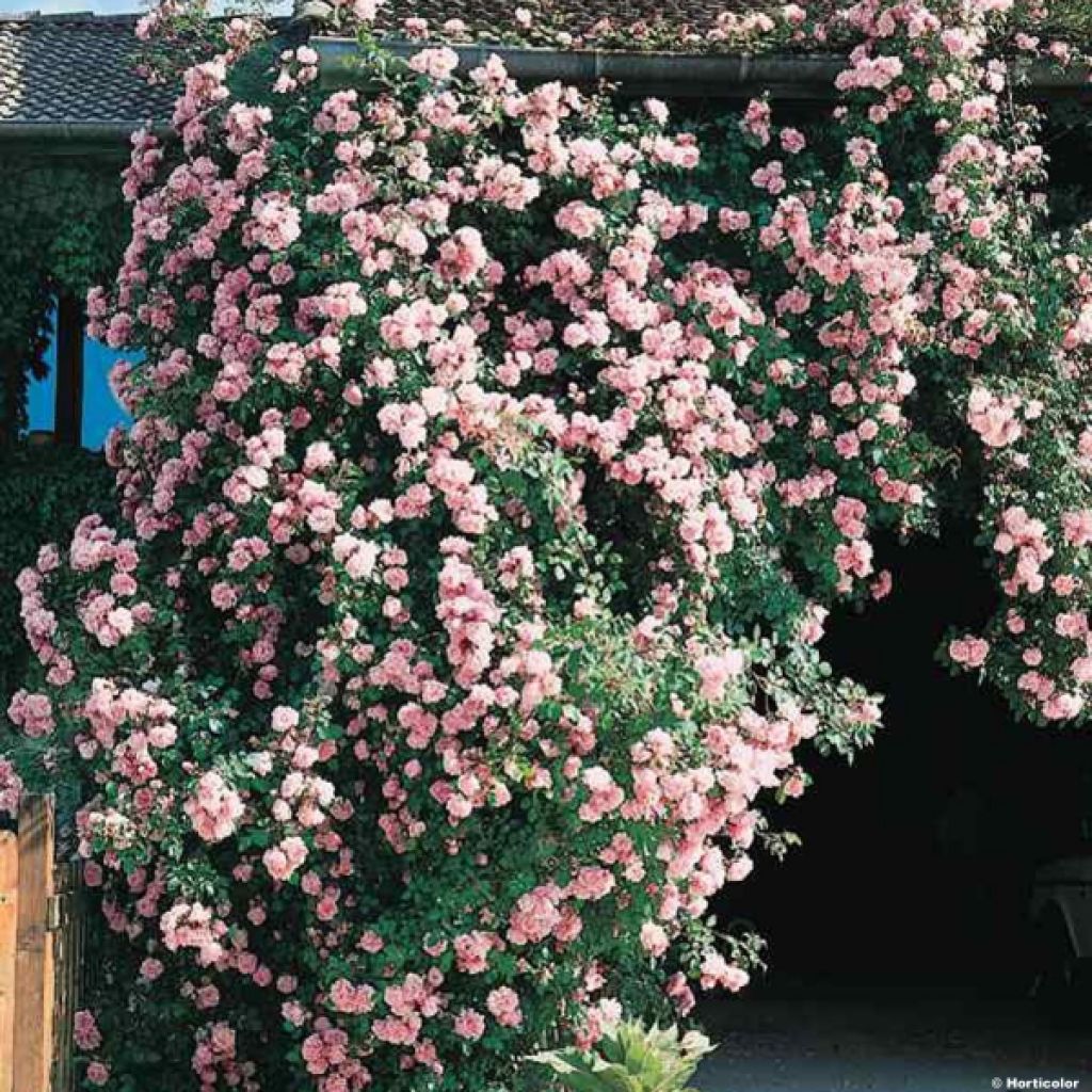 Rosa wichuraiana Albertine - Kletterrose