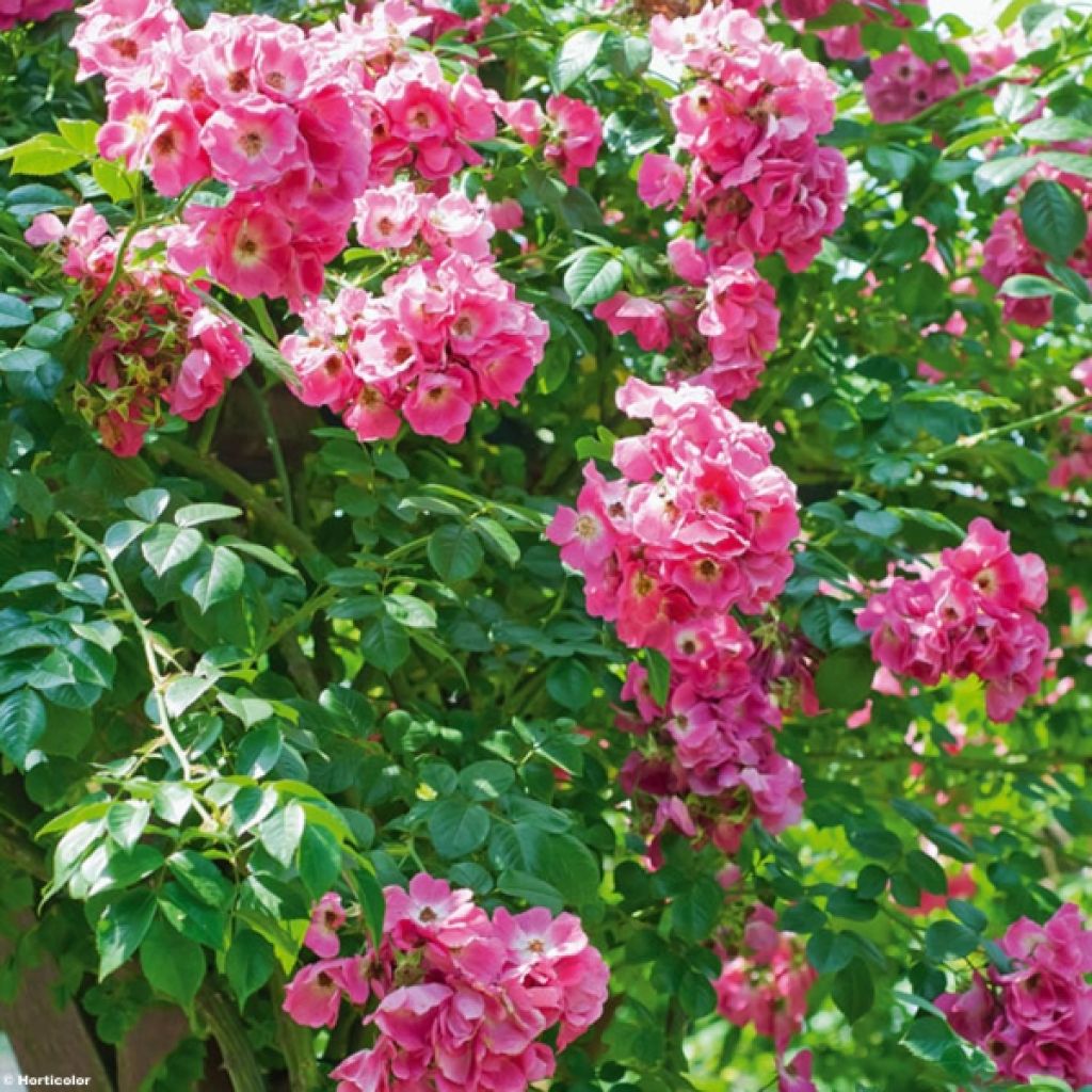 Rosa wichurana American Pillar - Kletterrose