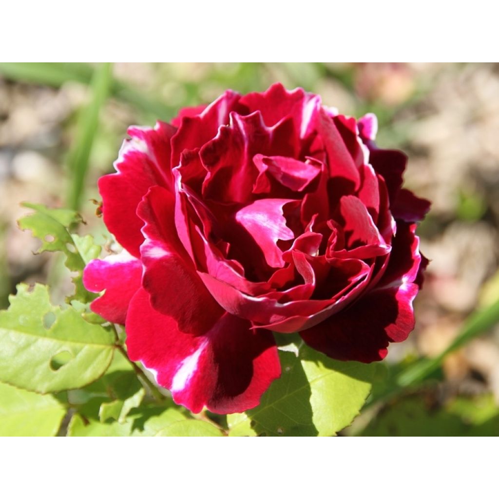 Rosa Baron Girod de l'Ain - Historische Rose