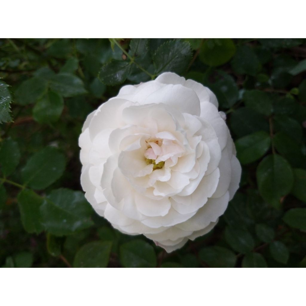 Rosa Boule de Neige - Historische Rose