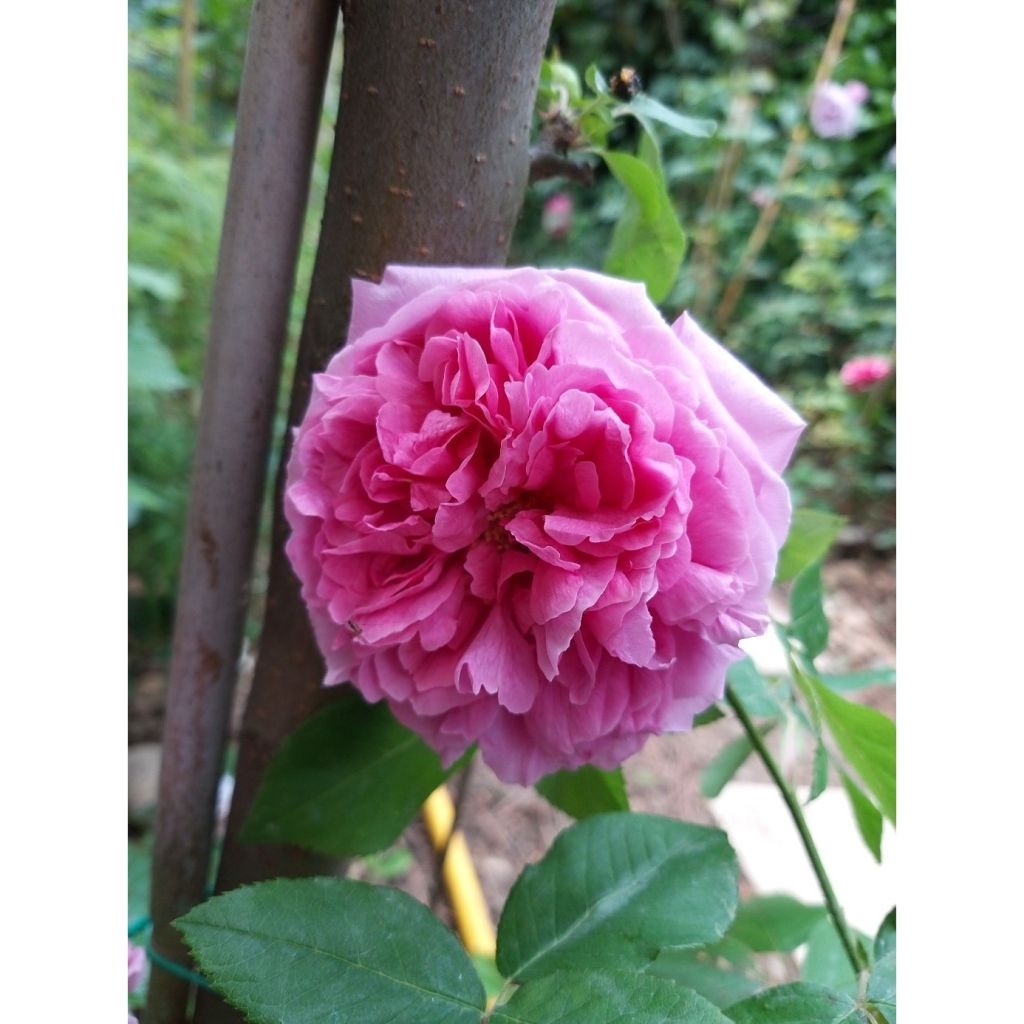 Rosa Portland Comte de Chambord - Historische Rose