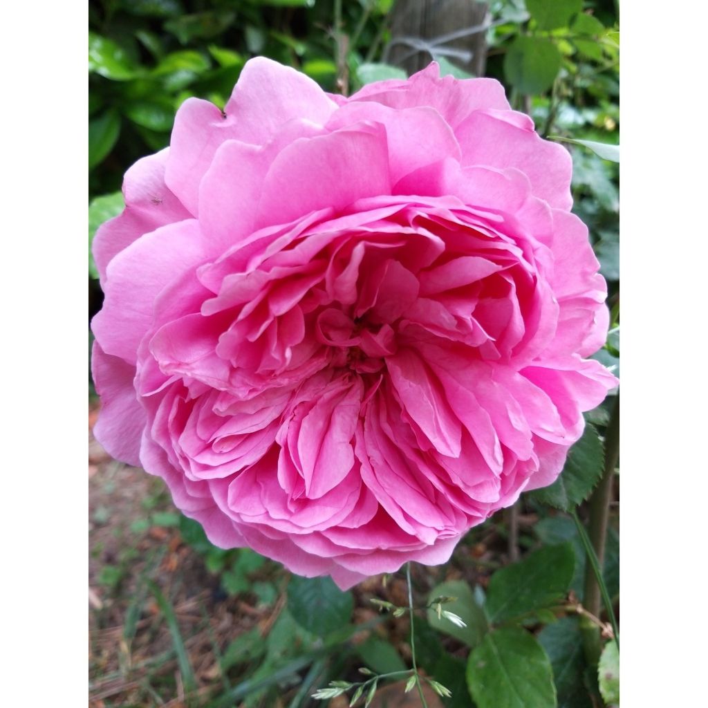 Rosa Portland Comte de Chambord - Historische Rose