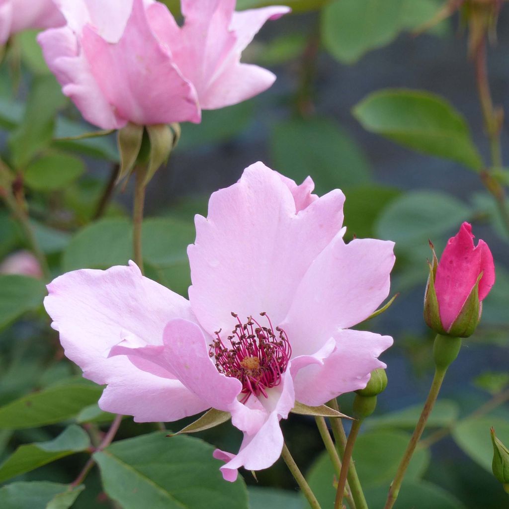 Rosa Dainty Bess - Historische Rose