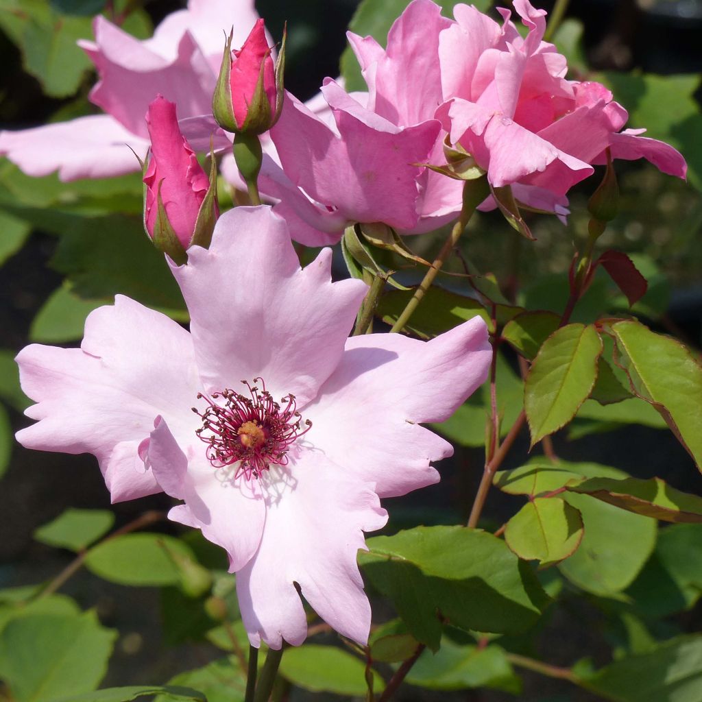 Rosa Dainty Bess - Historische Rose