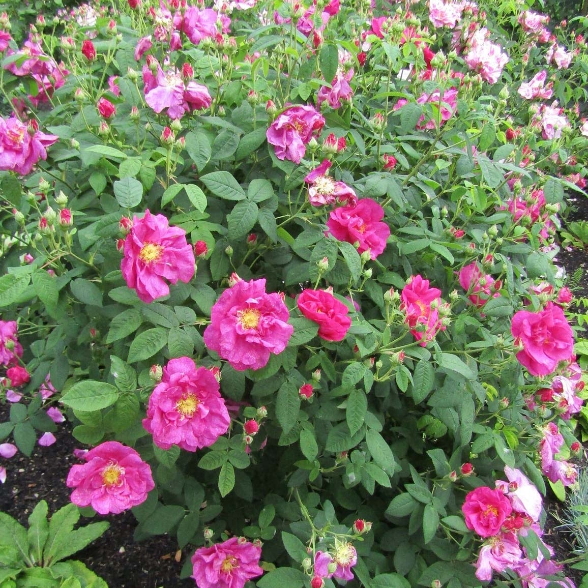 Rosa gallica Officinalis Bio - Essig-Rose