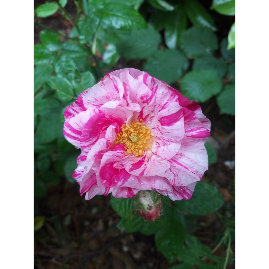 Rosa gallica Versicolor - Essig-Rose