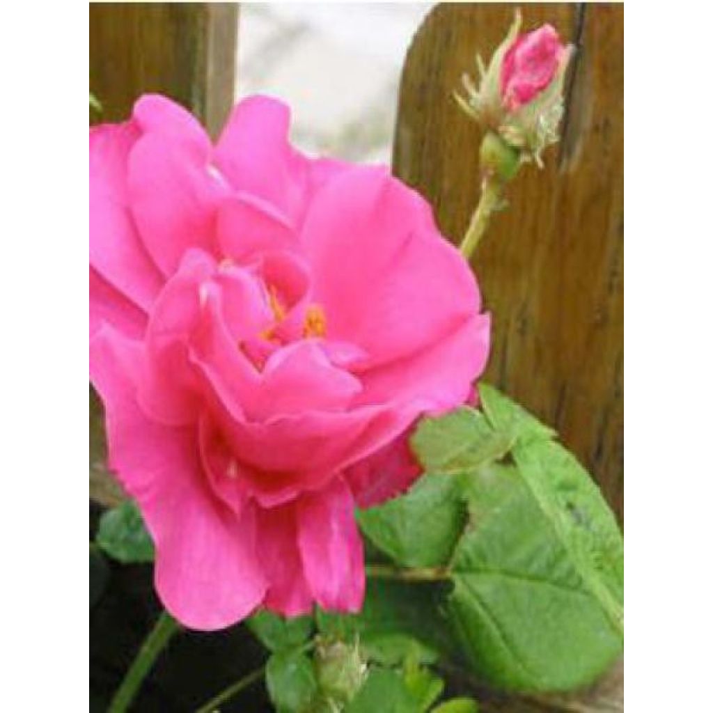 Rosa gallica Officinalis Bio - Essig-Rose