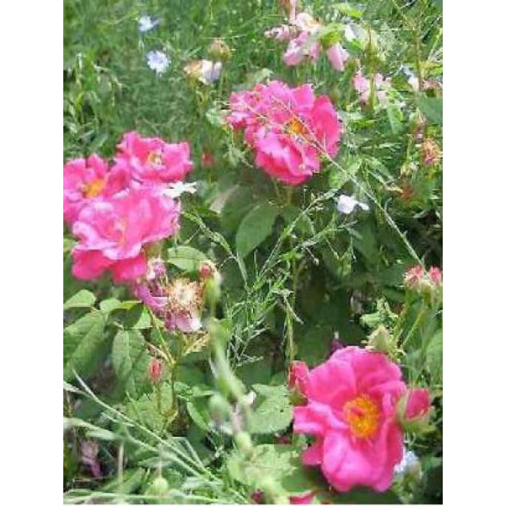 Rosa gallica Officinalis Bio - Essig-Rose