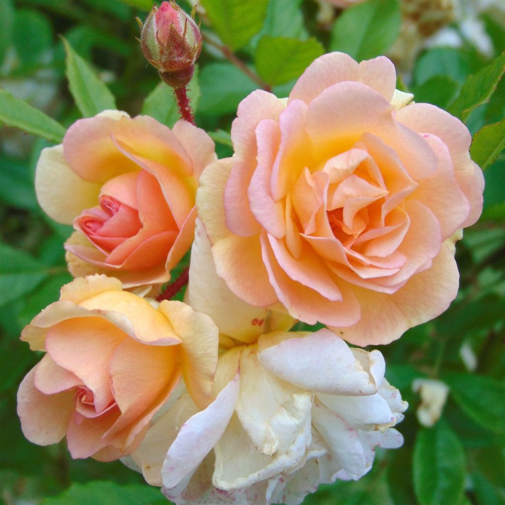 Rosa multiflora Ghislaine de Féligonde - Historische Rose