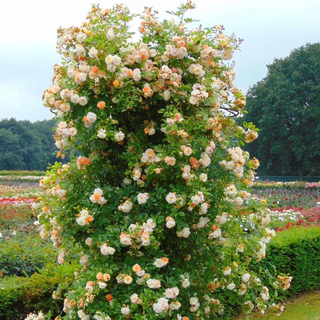 Rosa multiflora Ghislaine de Féligonde - Historische Rose