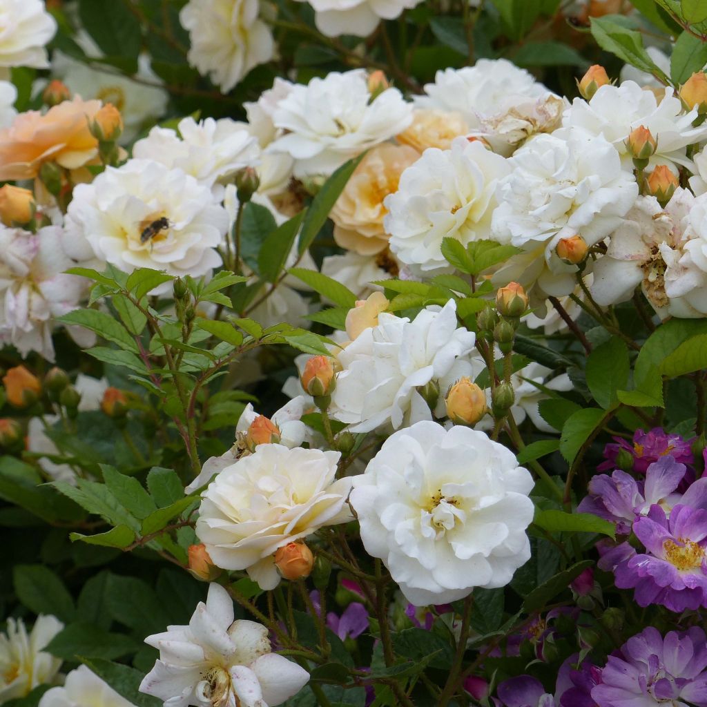 Rosa multiflora Ghislaine de Féligonde - Historische Rose